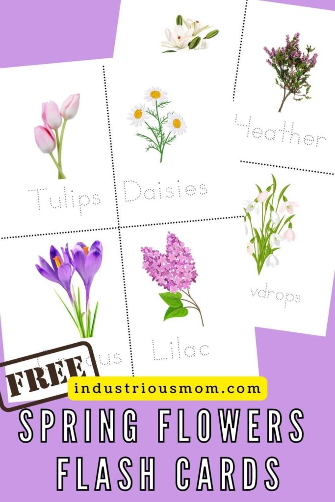 Flash cards with spring flowers. There is two printable pages with four flowers on each page. Names of the flowers are traceable. 