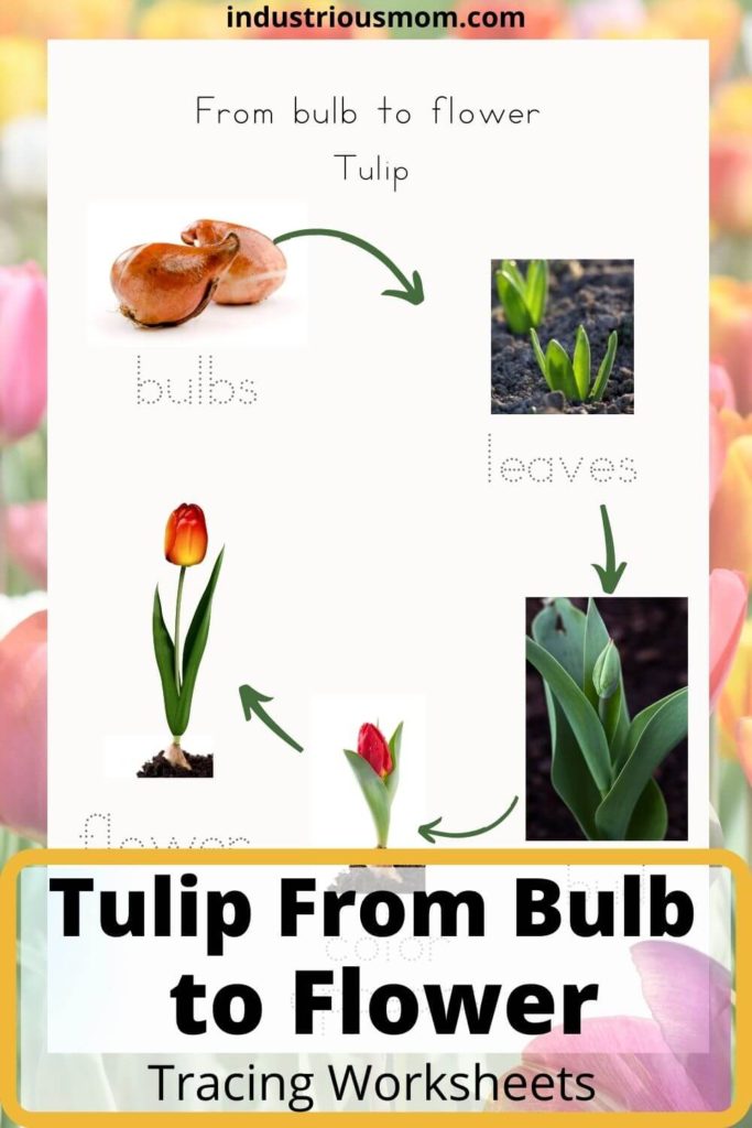 Life Cycle of a Plant - Tulip from bulb to flower free worksheet. 