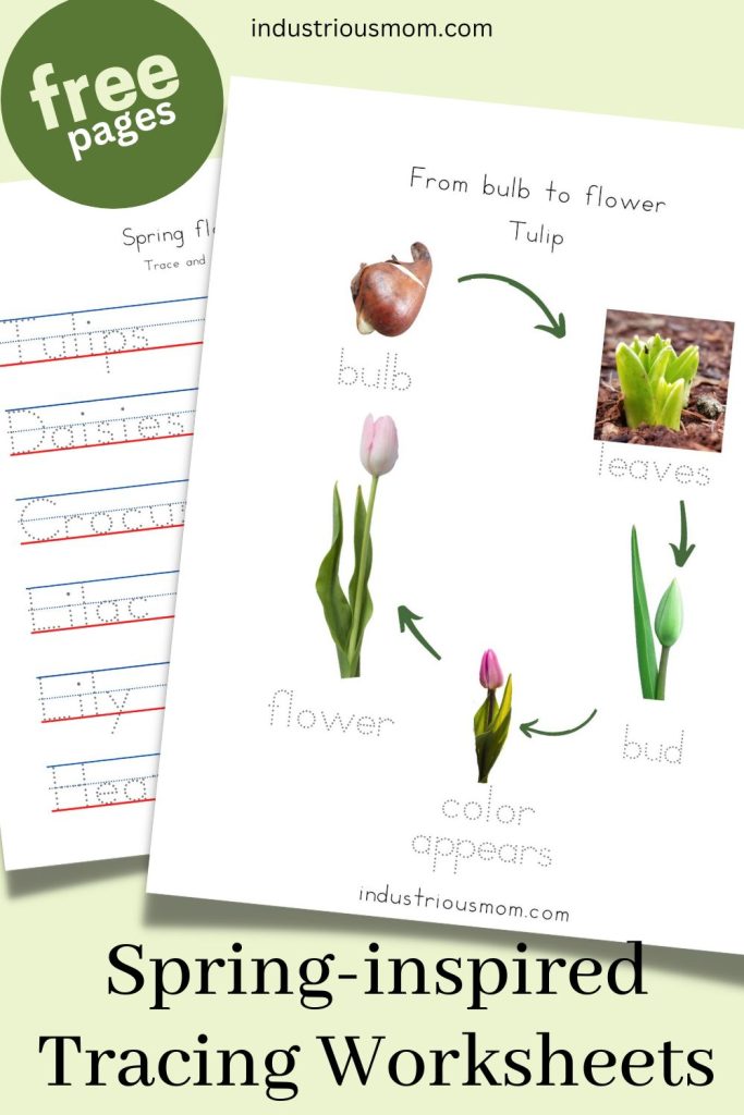 Spring-inspired tracing worksheets for kids from bulb to flower tulip and tracing names of the flowers
