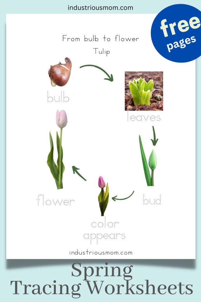 tulip from bulb to flower worksheets with traceable words